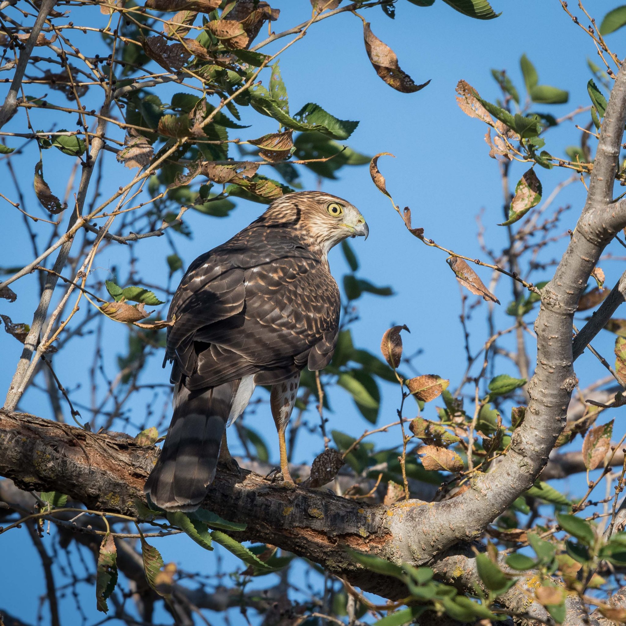 Cooper's Hawk; © Deb Ford