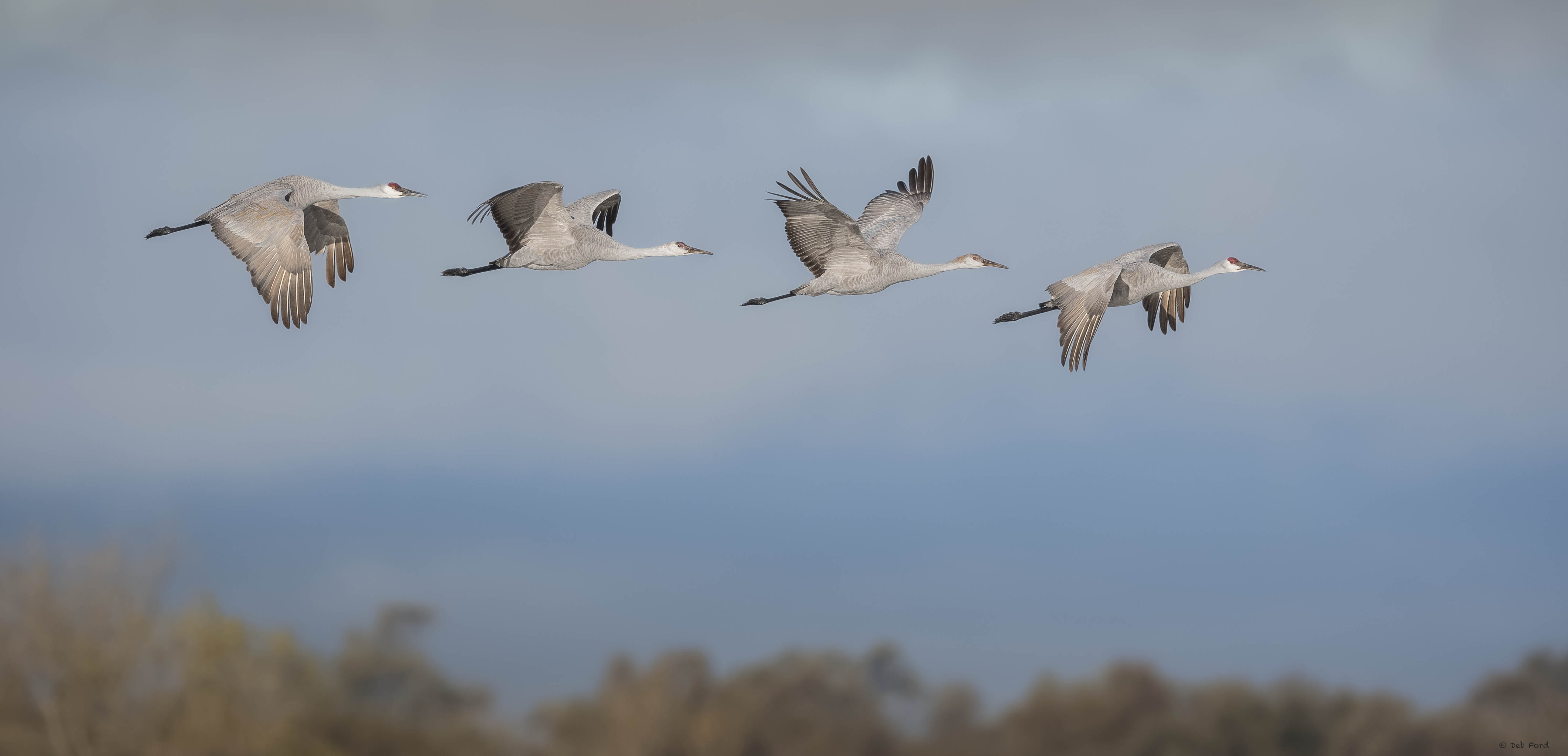 Sandhill Cranes, © Deb Ford