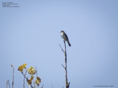 Eastern Kingbird @ Putah Creek, © Erica Rutherford/John Colbert