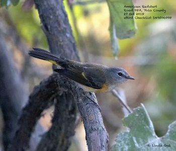 American Redstart, © Linda Gal