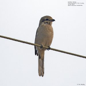 Northern Shrike (Immature), © Dan Murphy