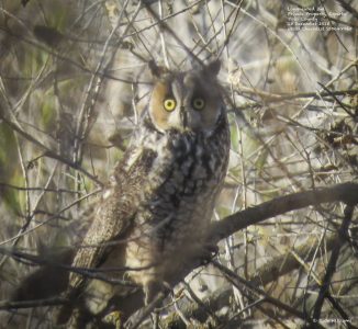 Long-eared Owl, © Rick Williams