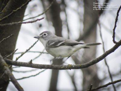 Plumbeous Vireo, © Karen Richardson