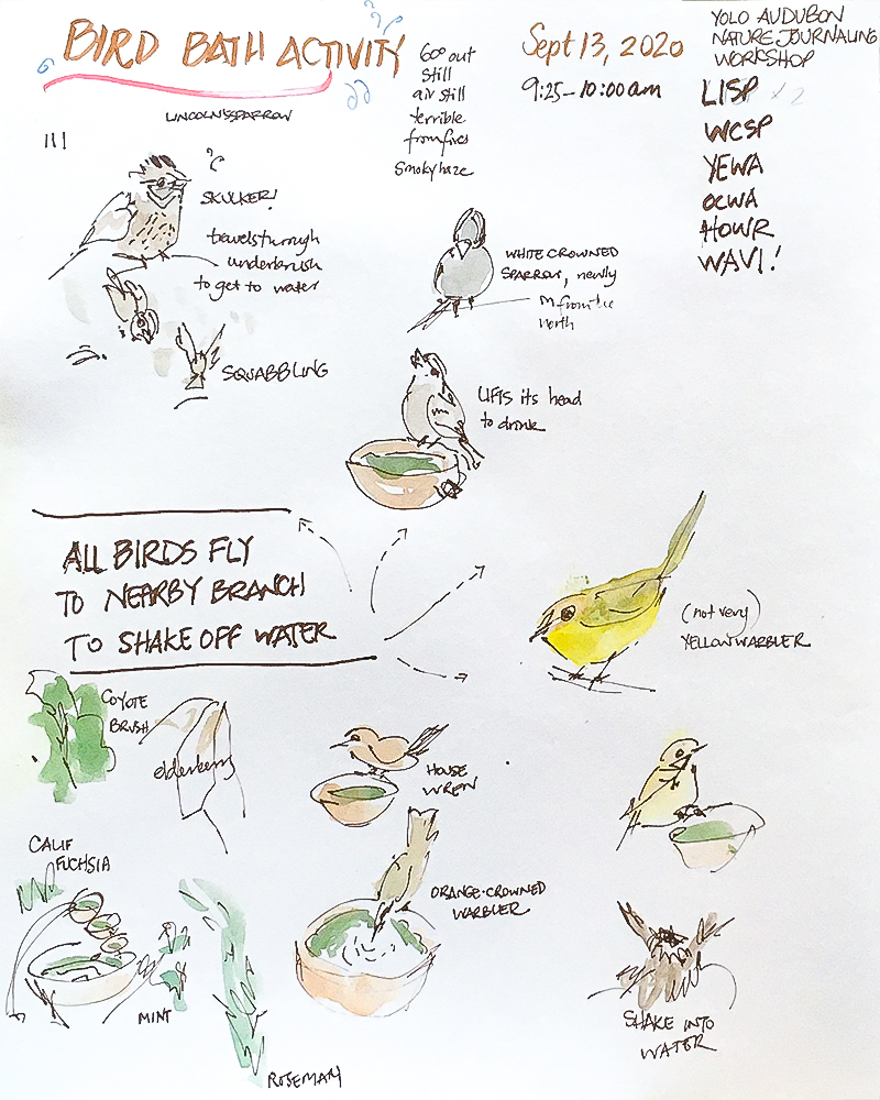 Sketch by Alison Kent