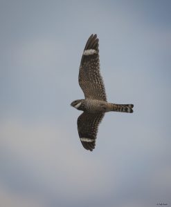 Lesser Nighthawk at Capay Open Space, © Deb Ford