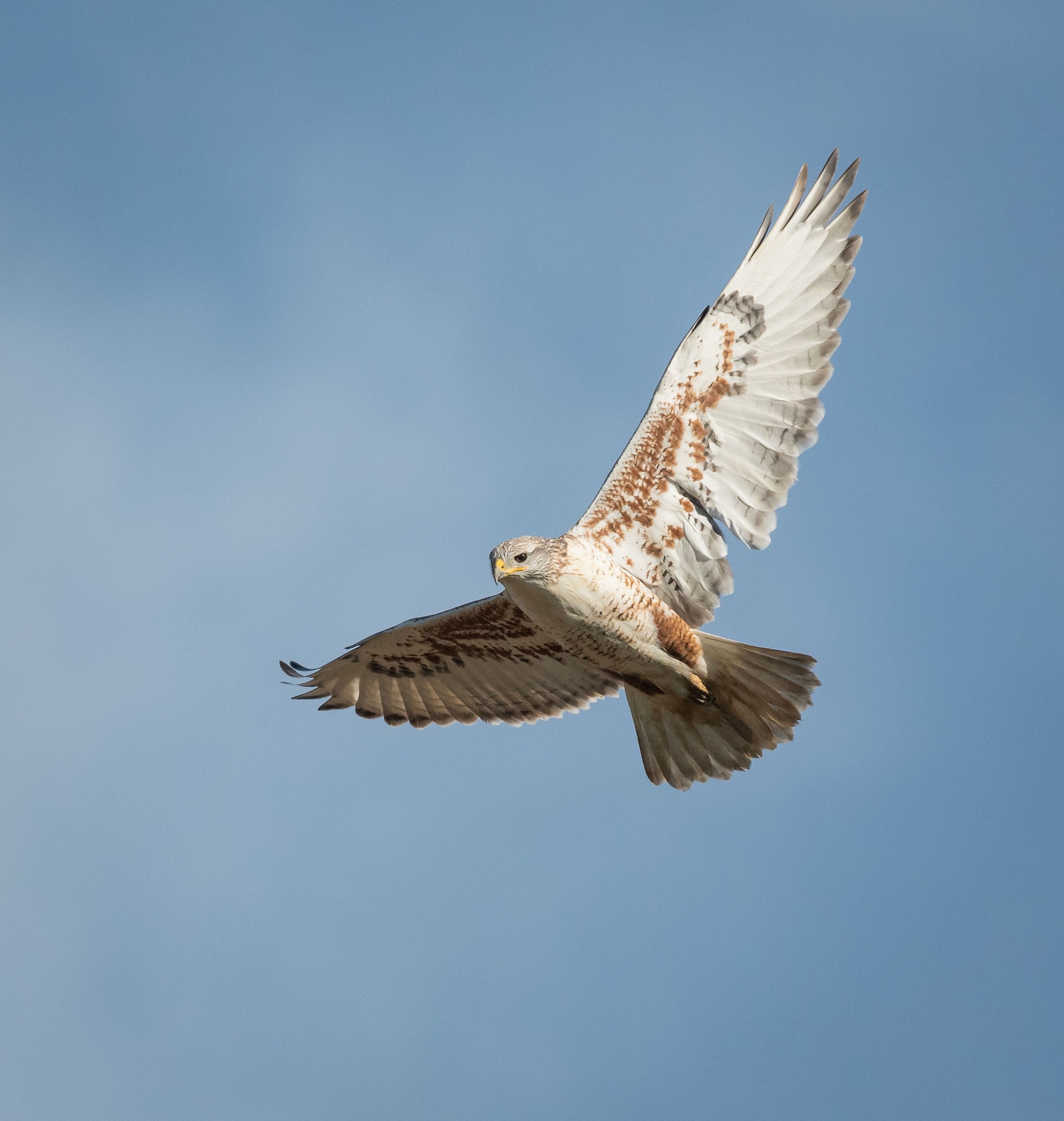 Ferruginous Hawk; © Deb Ford
