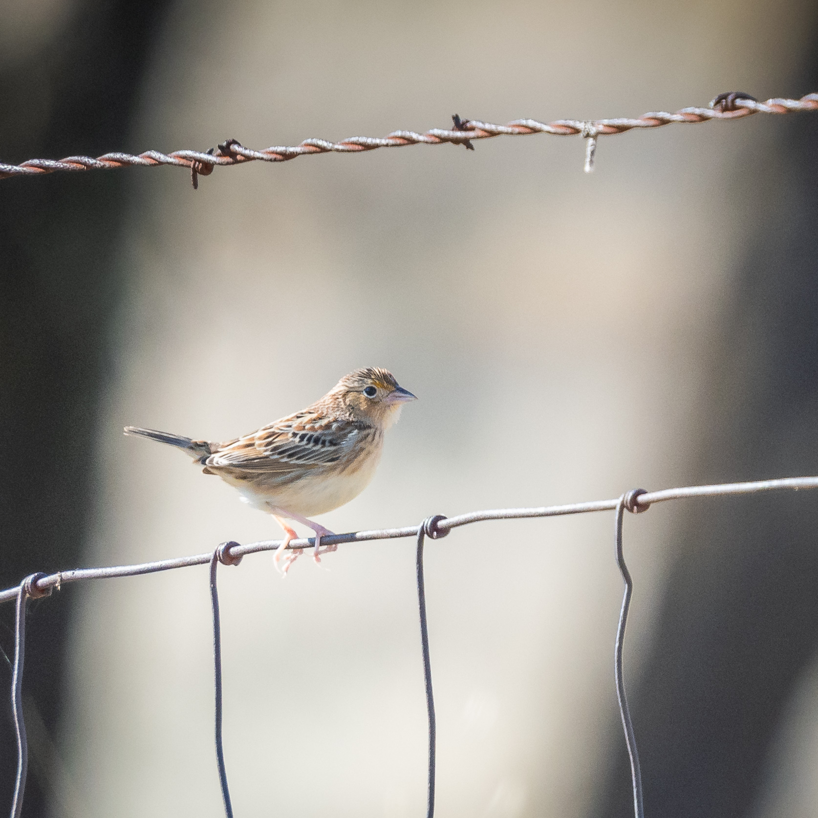 Grasshopper Sparrow; © Deb Ford