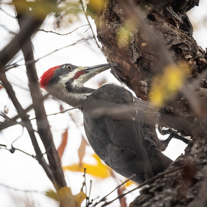 Pileated Woodpecker; Lake Solano; 2018 CBC
