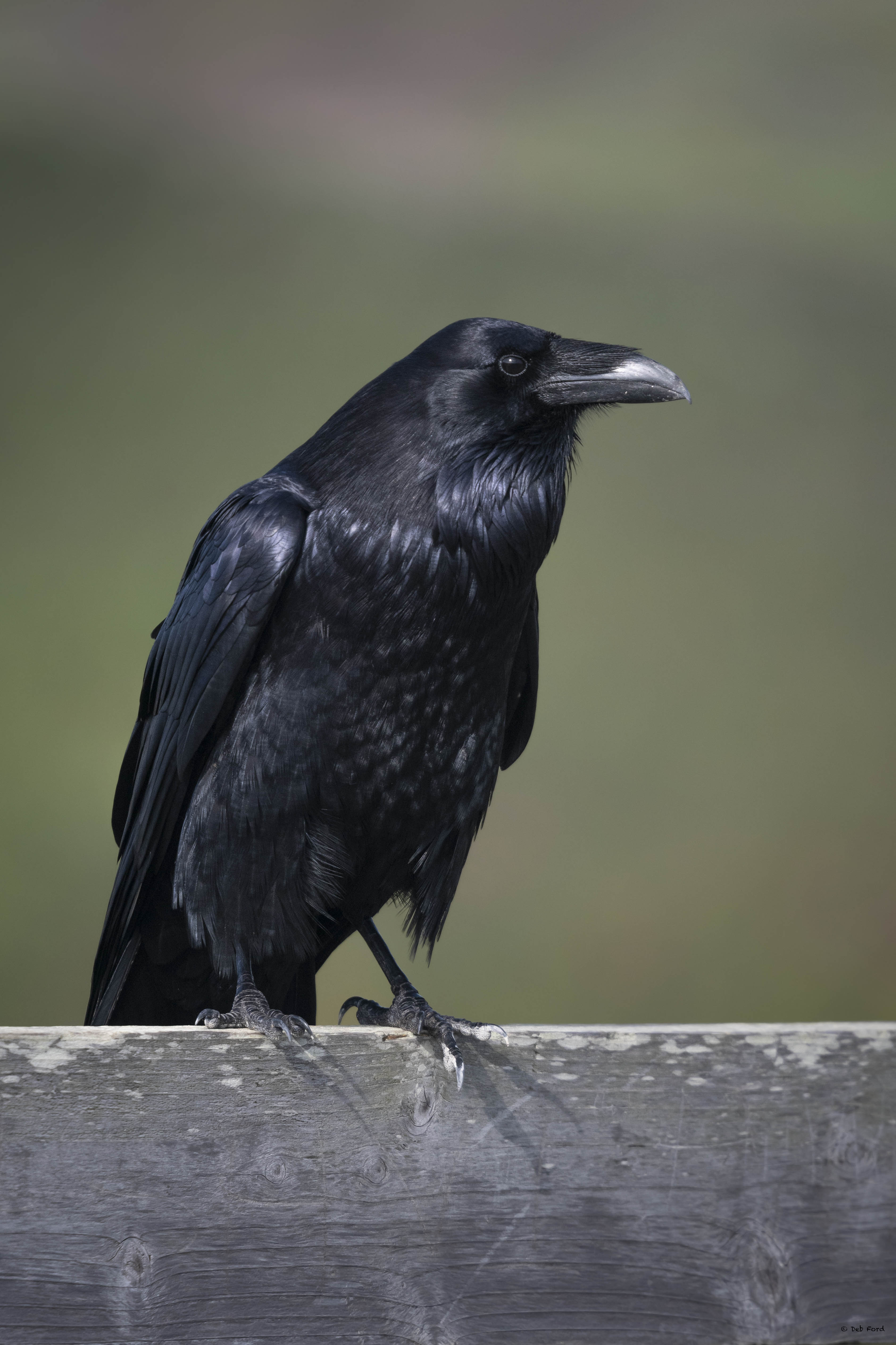 Quoth the Raven... (© Deb Ford)
