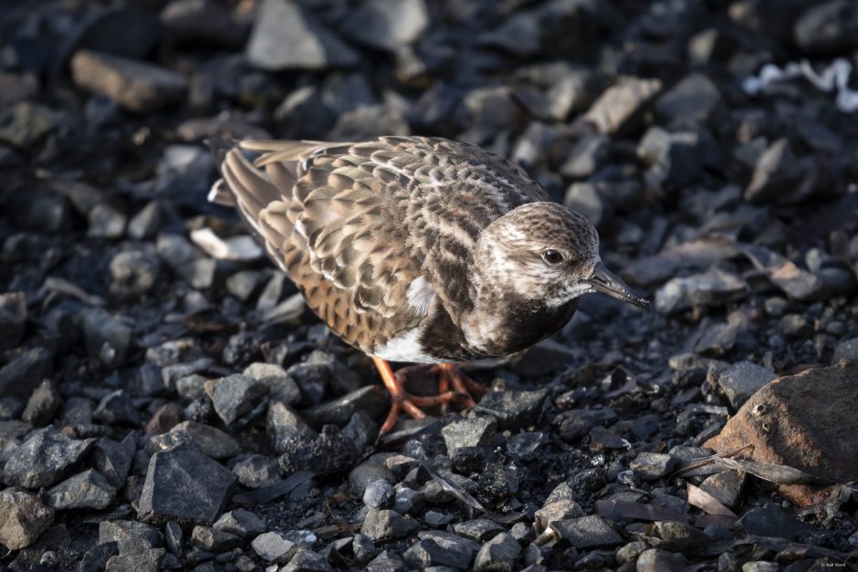 Ruddy Turnstone; Bodega Bay, Jan 2019; © Deb Ford