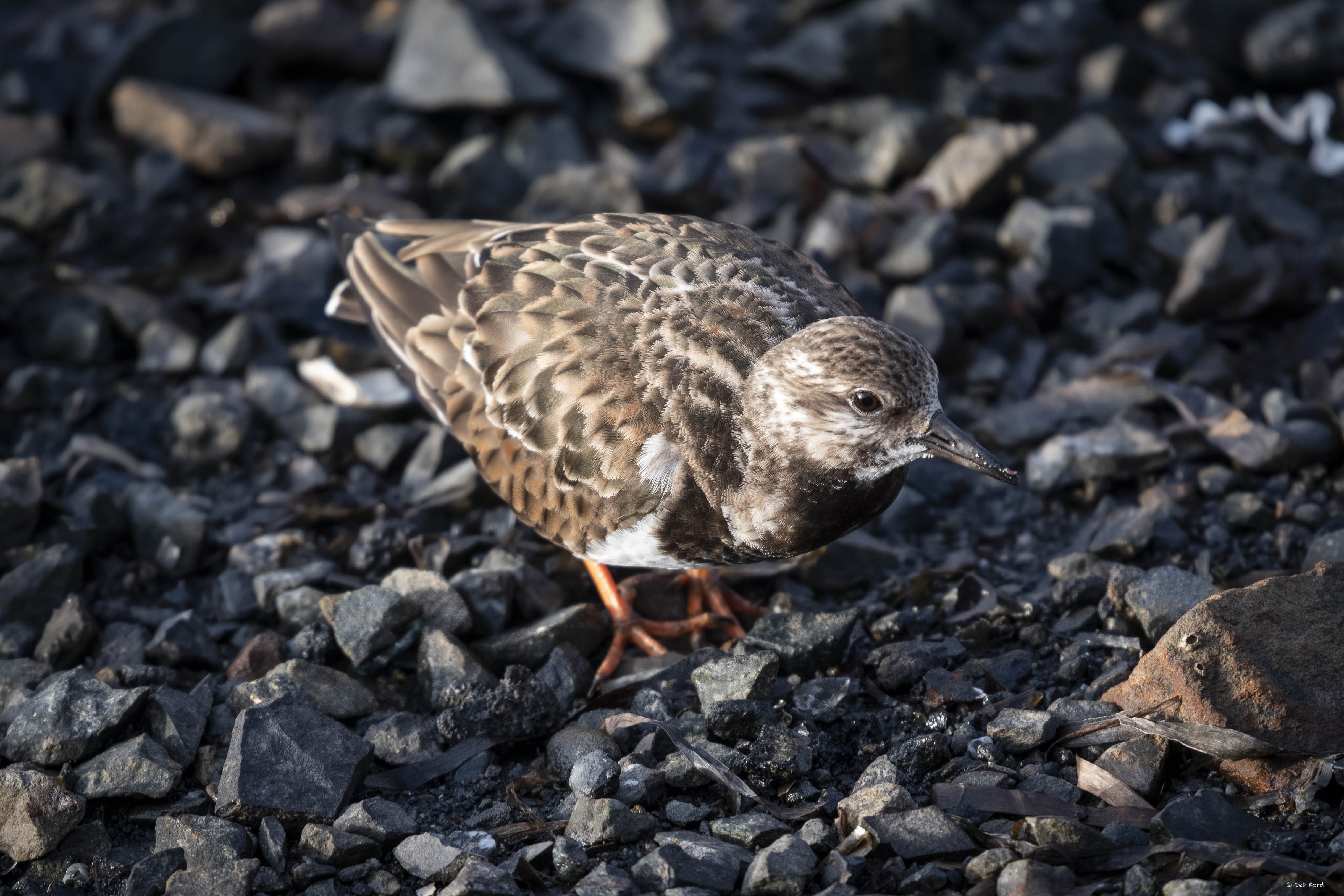 Ruddy Turnstone; Bodega Bay, Jan 2019; © Deb Ford