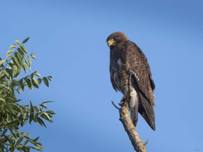 Swainson's Hawk; Yolo County; © Deb Ford