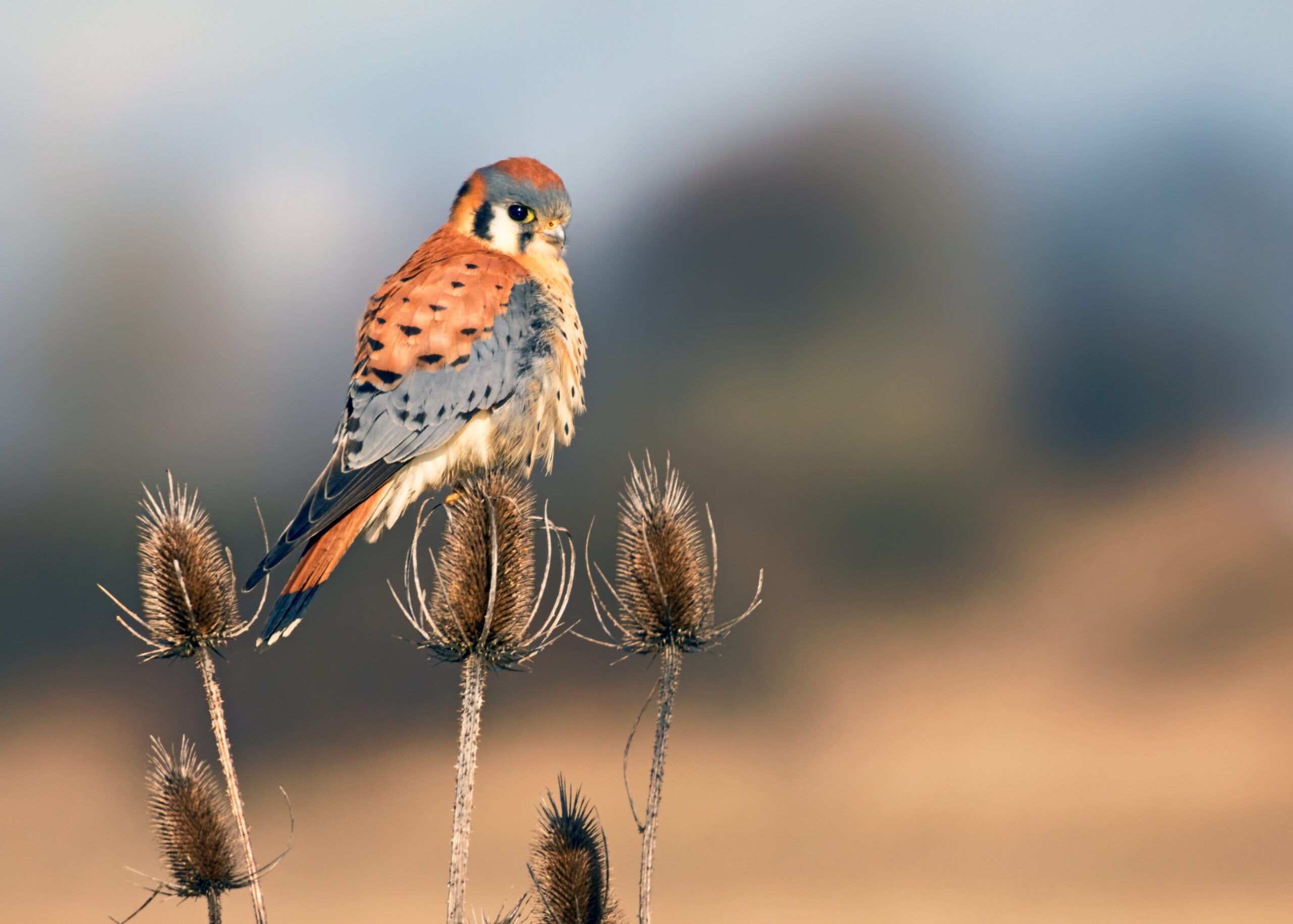 American Kestrel; © Gary Grossman/Audubon Photography Awards