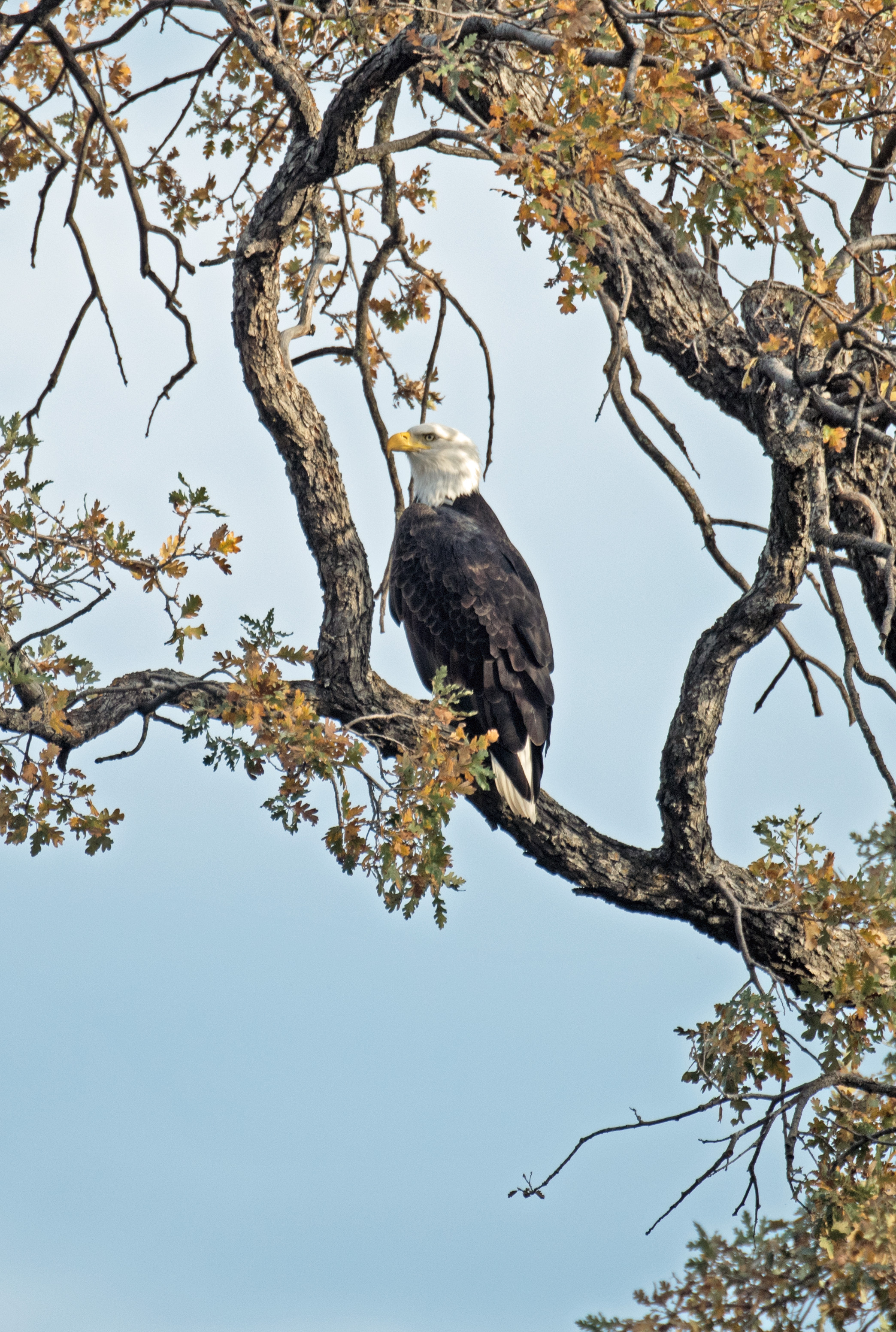 Adult Bald Eagle, Rumsey Bridge, Kevin Guse