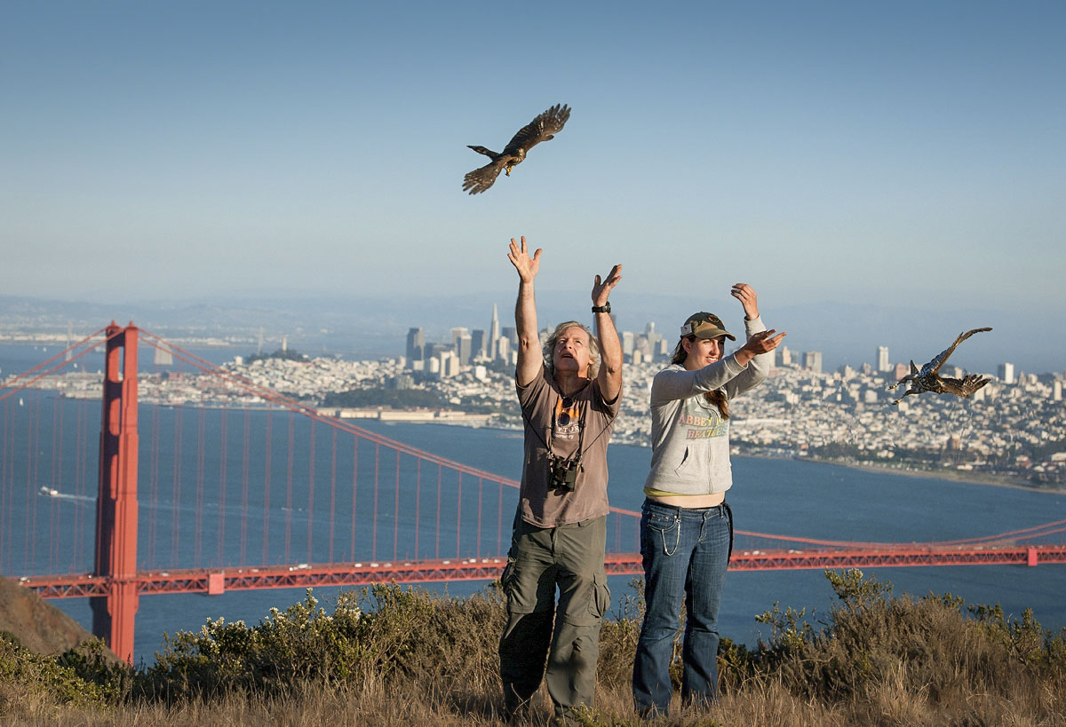 GGRO volunteers releasing juvenile Cooper's Hawks after banding; © Walter Kitundu