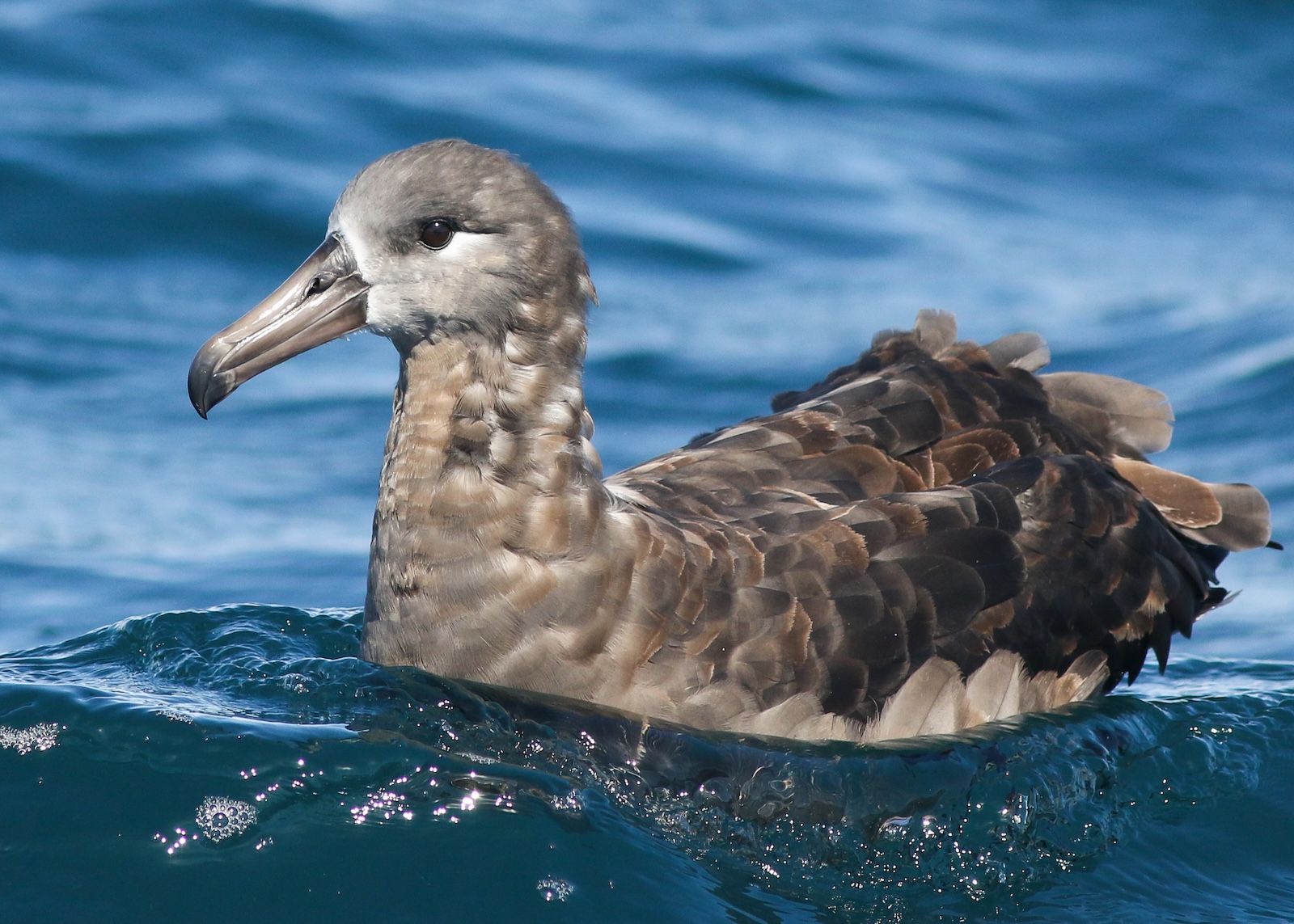 Yolo Bird Alliance Pelagic from Sausalito