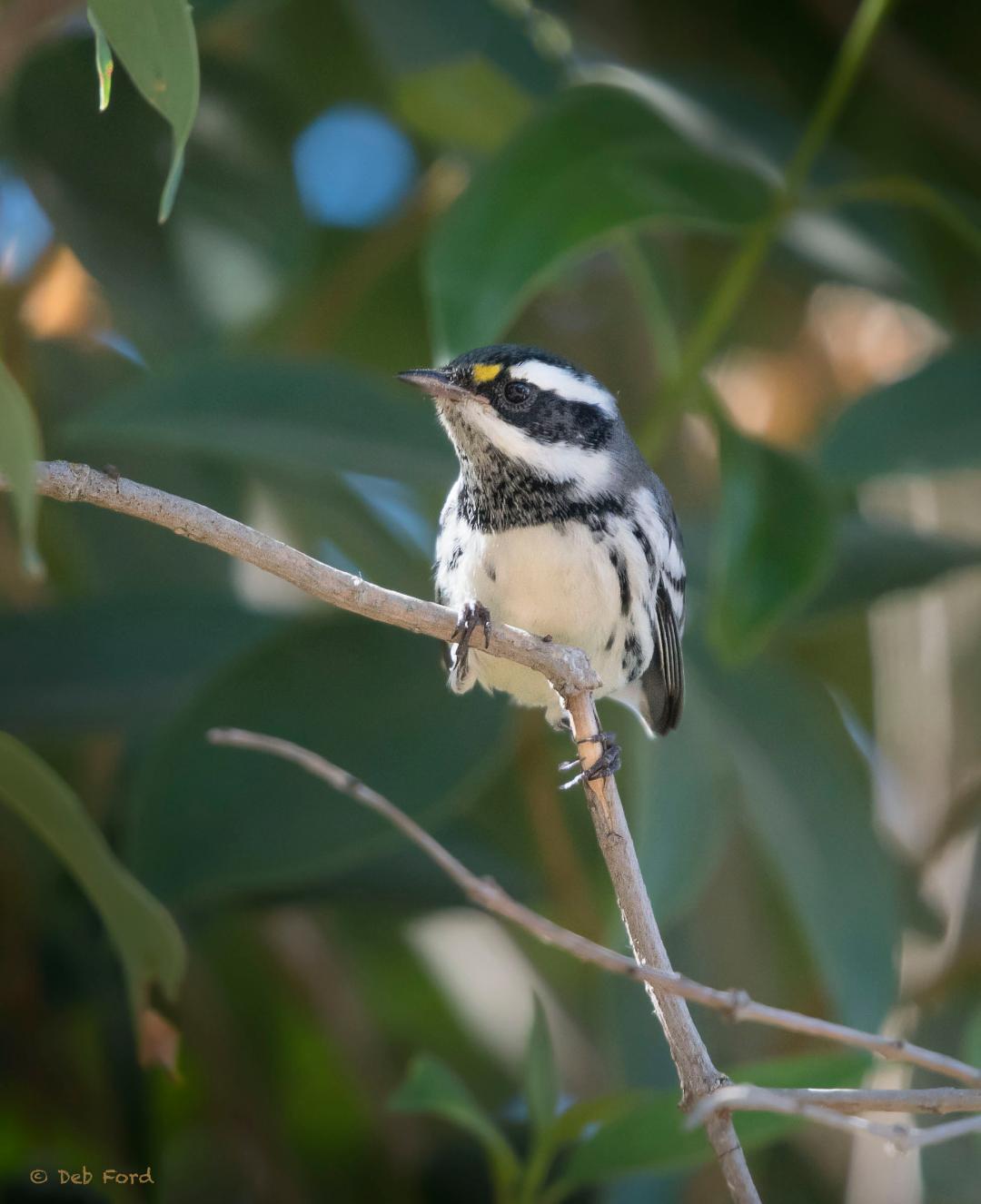 Black-throated Gray Warbler, photo Deb Ford