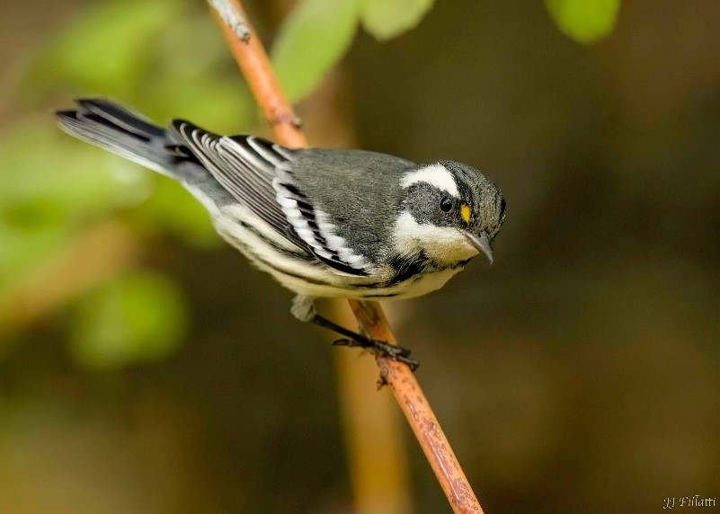 Conservation Corner - January 2023