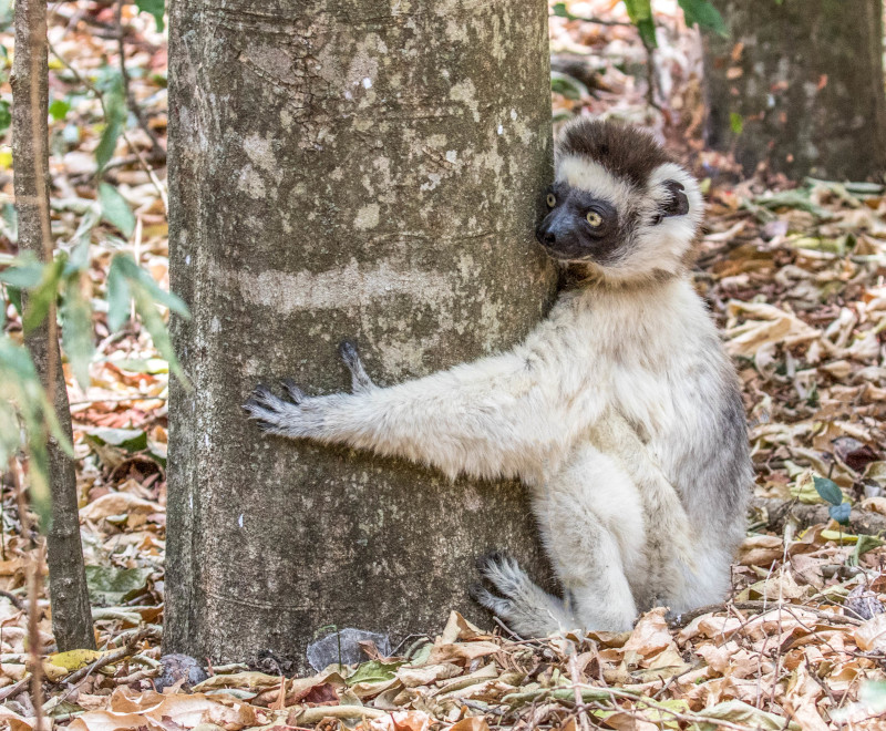 Verreaux's sifaka - photo by Ann Brice