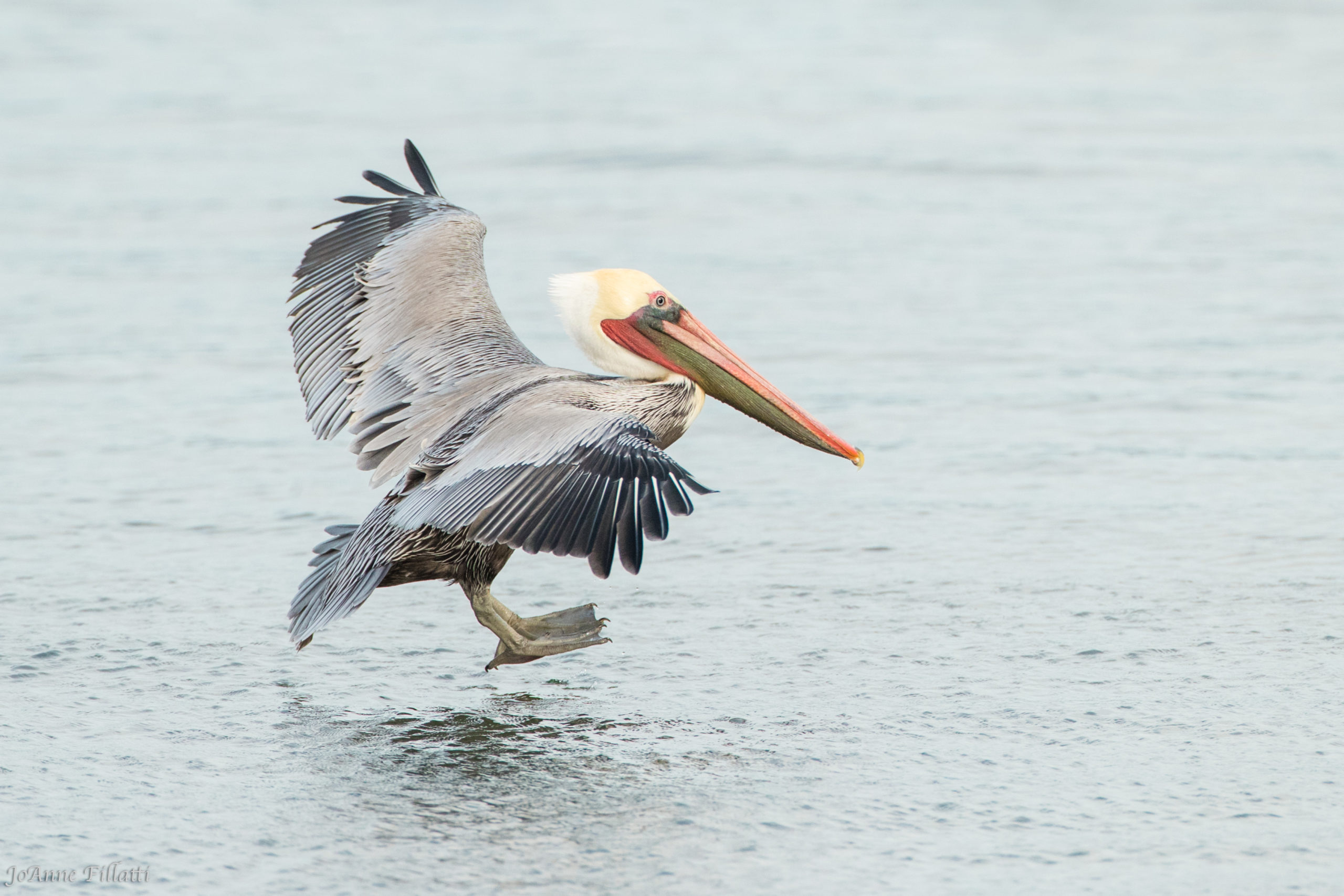Brown Pelican; © JoAnne Fillatti