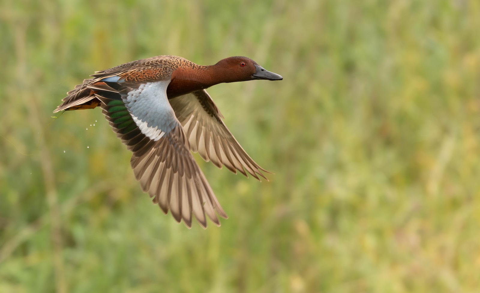 Cinnamon Teal in flight, photo by Henry Witsken