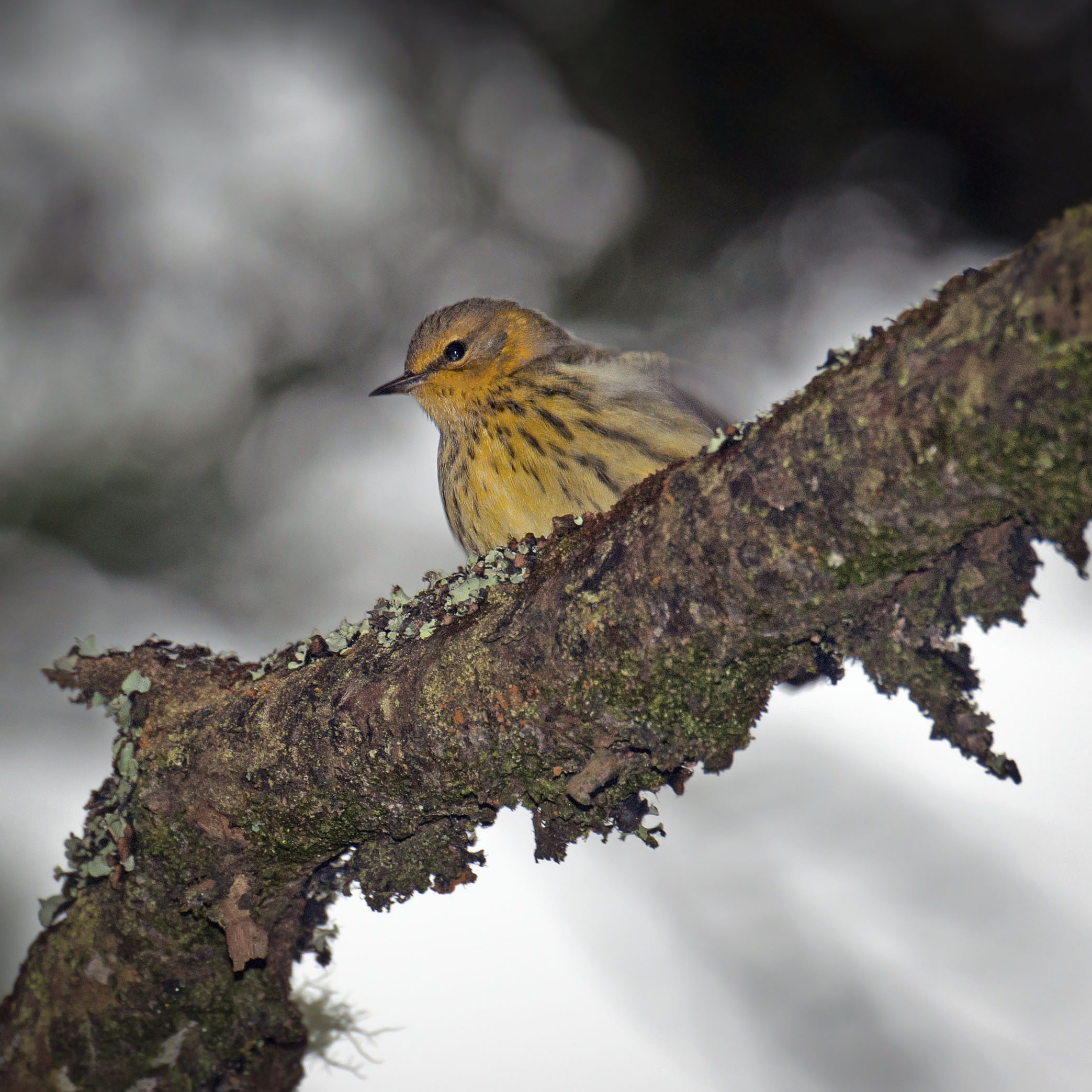 Cape May Warbler; Pt Reyes (Fall)
