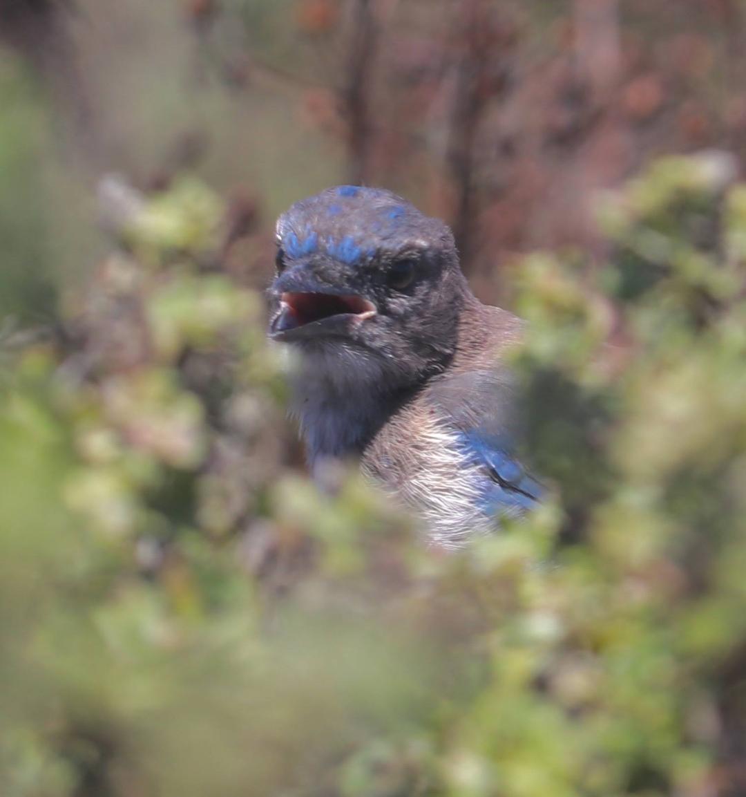 California Scrub-Jay, Lori Maloney