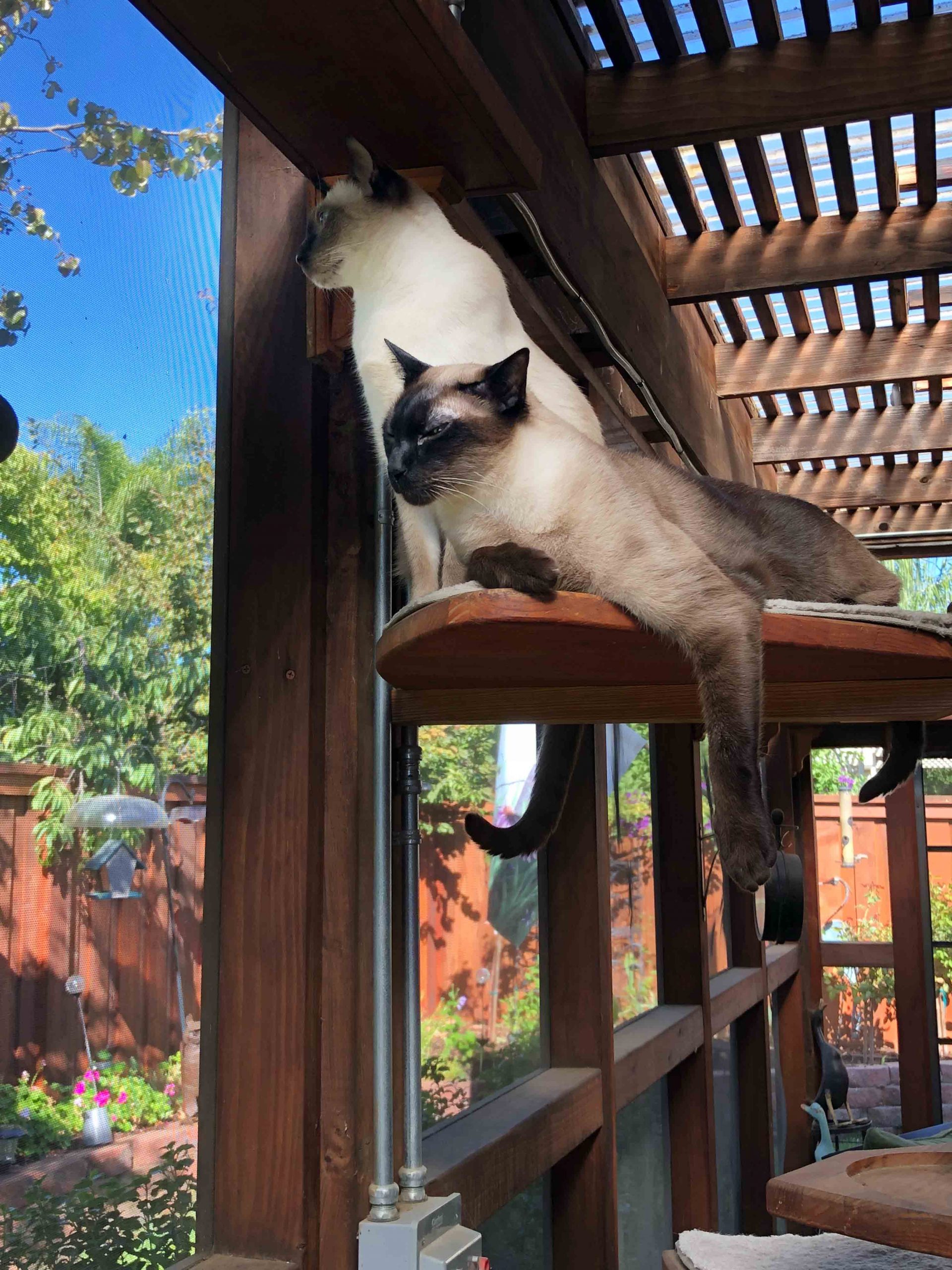 Feral Cats and Wild Birds: Part II