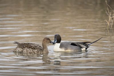 Northern Pintail; © Deb Ford
