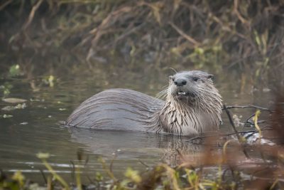 River Otter at Yolo Bypass (Deb Ford)
