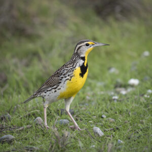 Western Meadowlark; © Deb Ford
