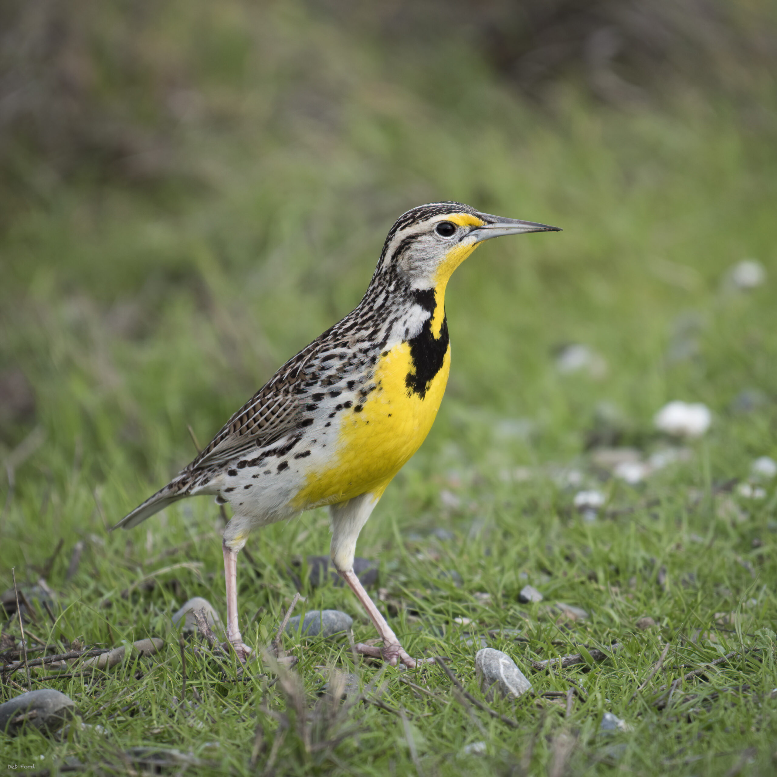 2022 Audubon Advocacy Day