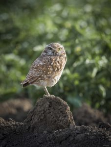 Burrowing Owl, Yolo County (Deb Ford)