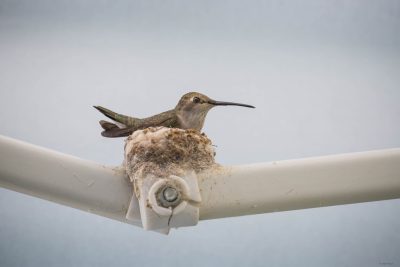 Black-chinned Hummingbird at Nest; Davis; © Deb Ford