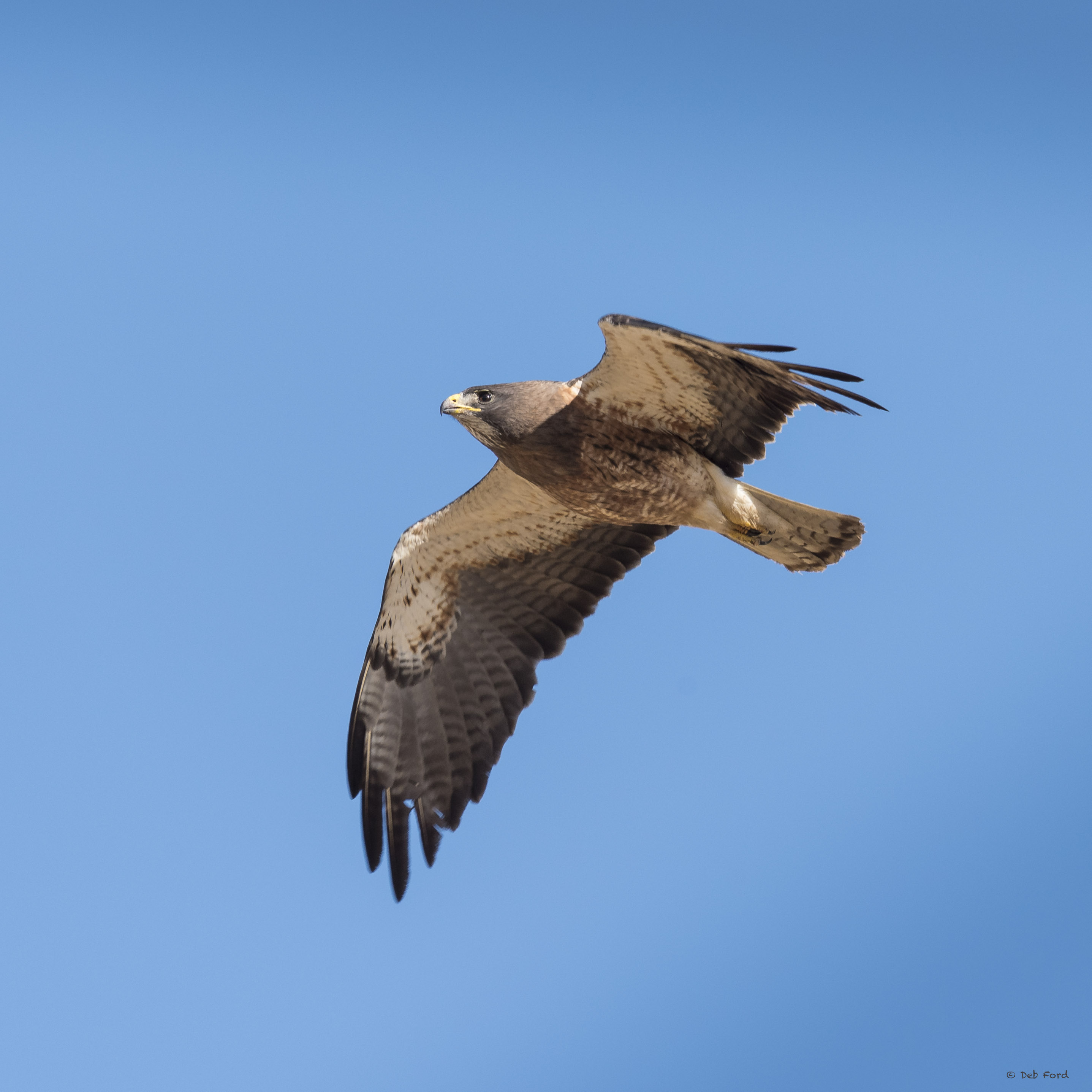 Swainson's Hawk(Deb Ford)
