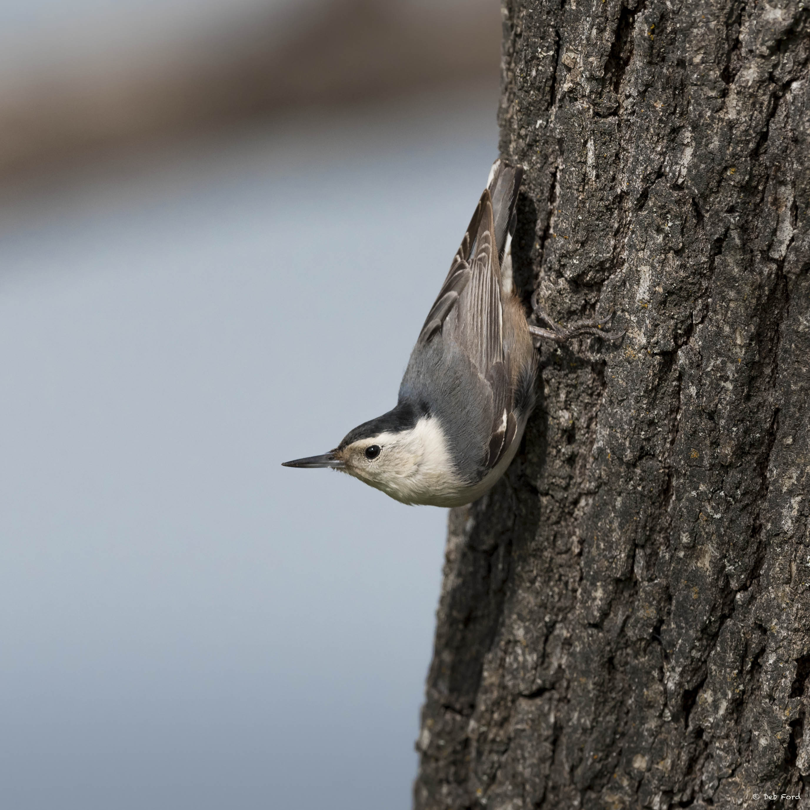 White-breasted Nuthatch, Deb Ford