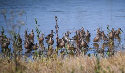 Ruff, © Bart Wickel