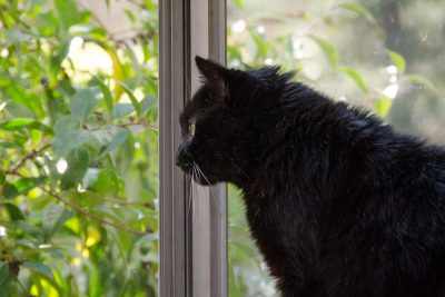 Indoor Cat Birdwatching