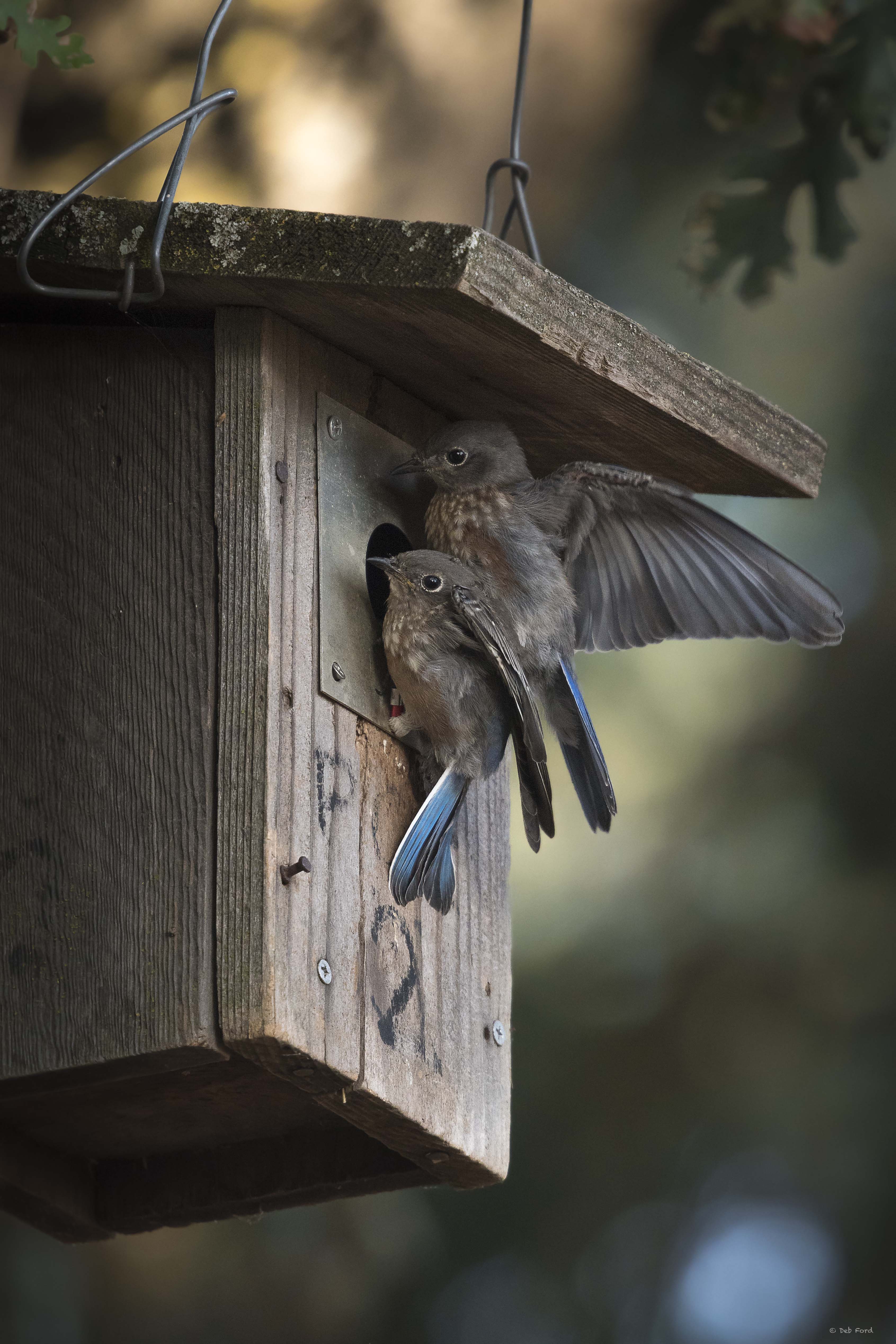 Nest Boxes in the City