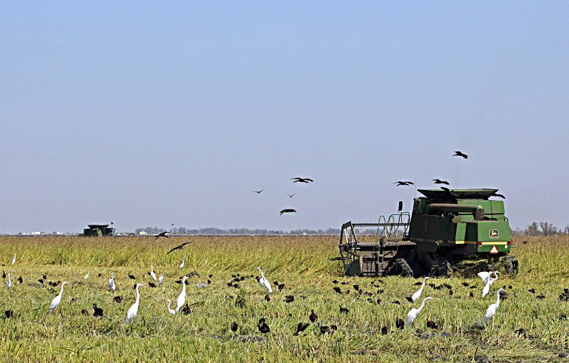 White-faced Ibis, Great Egrets, Ann Brice