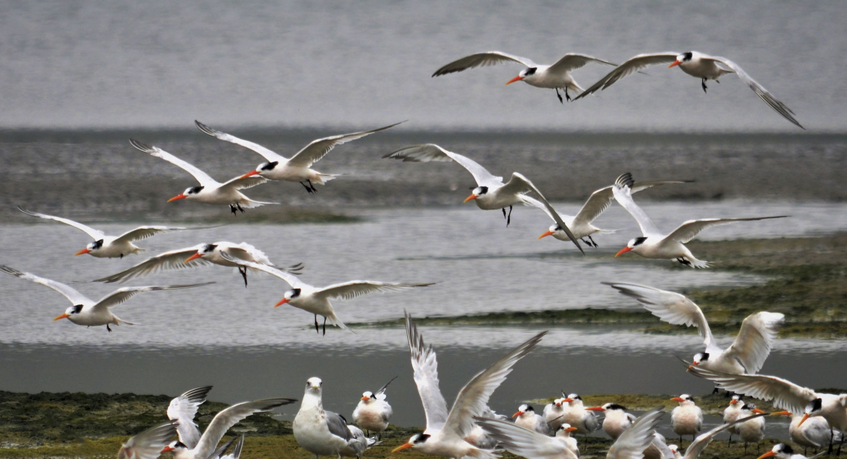 Elegant Terns, Bolinas Lagoon; © Sami LaRocca