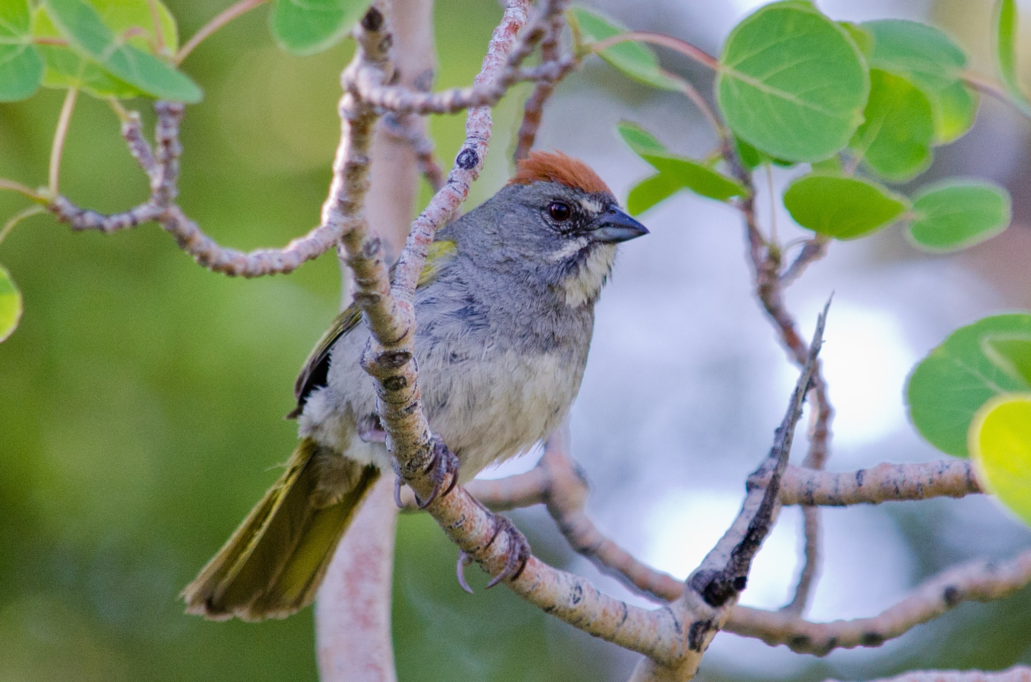 Green-tailed Towhee, photo Frank Fogarty