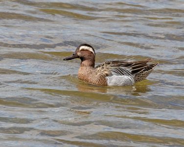 Garganey, Bridgeway Island Pond, © Ken Ealy