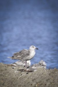 Glaucous-winged Gull, © Bart Wickel