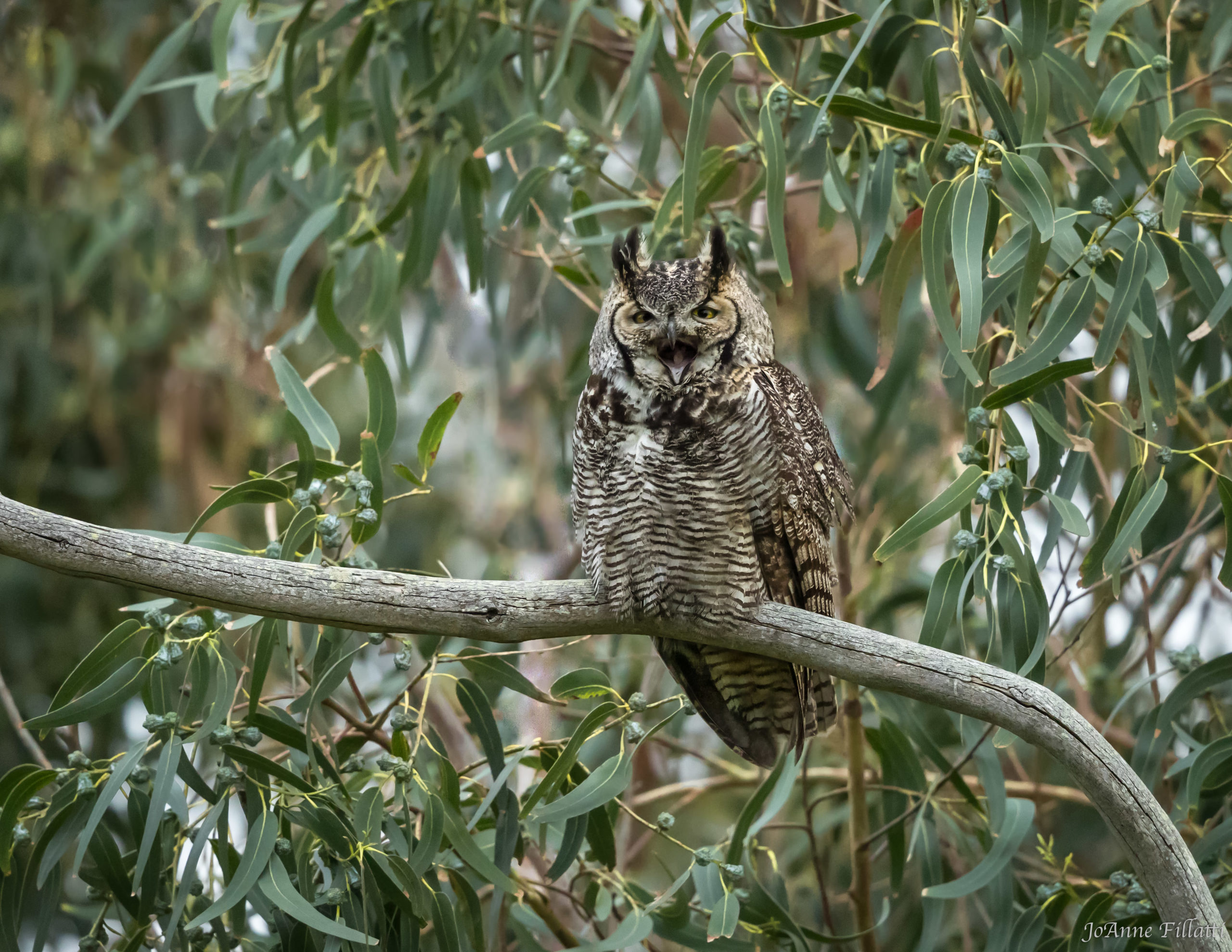 Great Horned Owl; © Joanne Fillatti