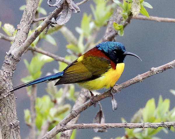 Green-tailed Sunbird, © Pam Pappone