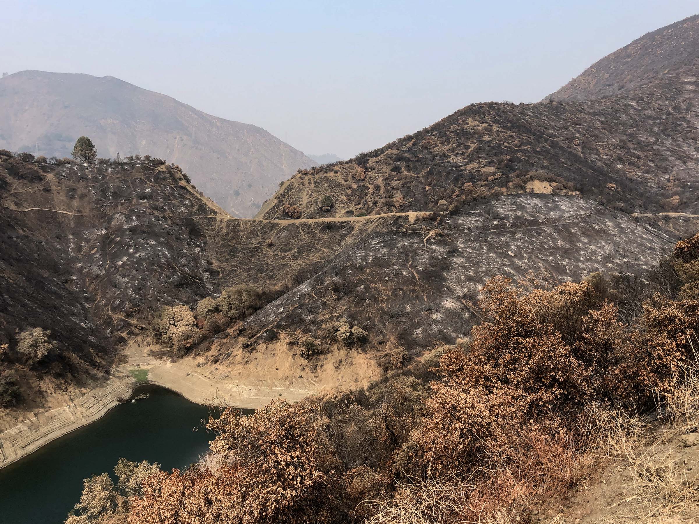 Effects of Recent Wildfires on Yolo County Birds