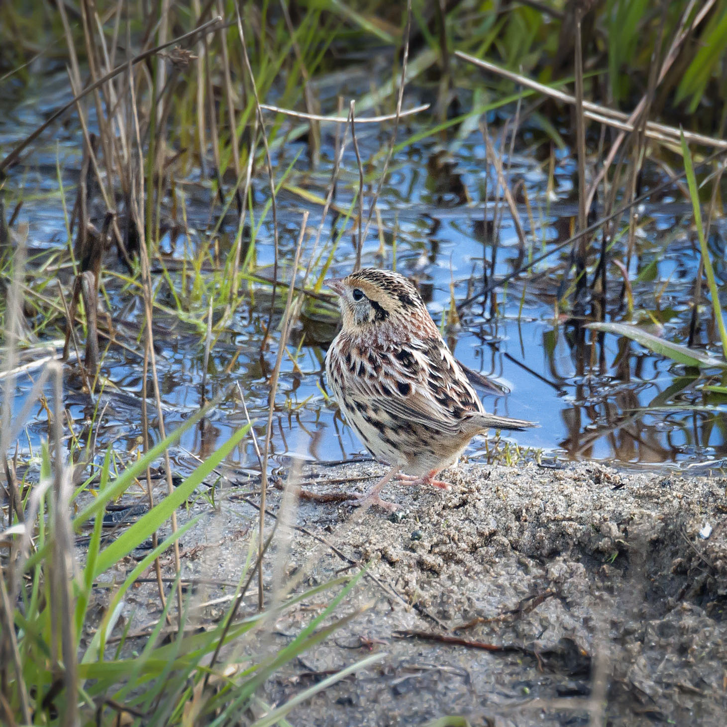 LeConte's Sparrow; Abbotts Lagoon