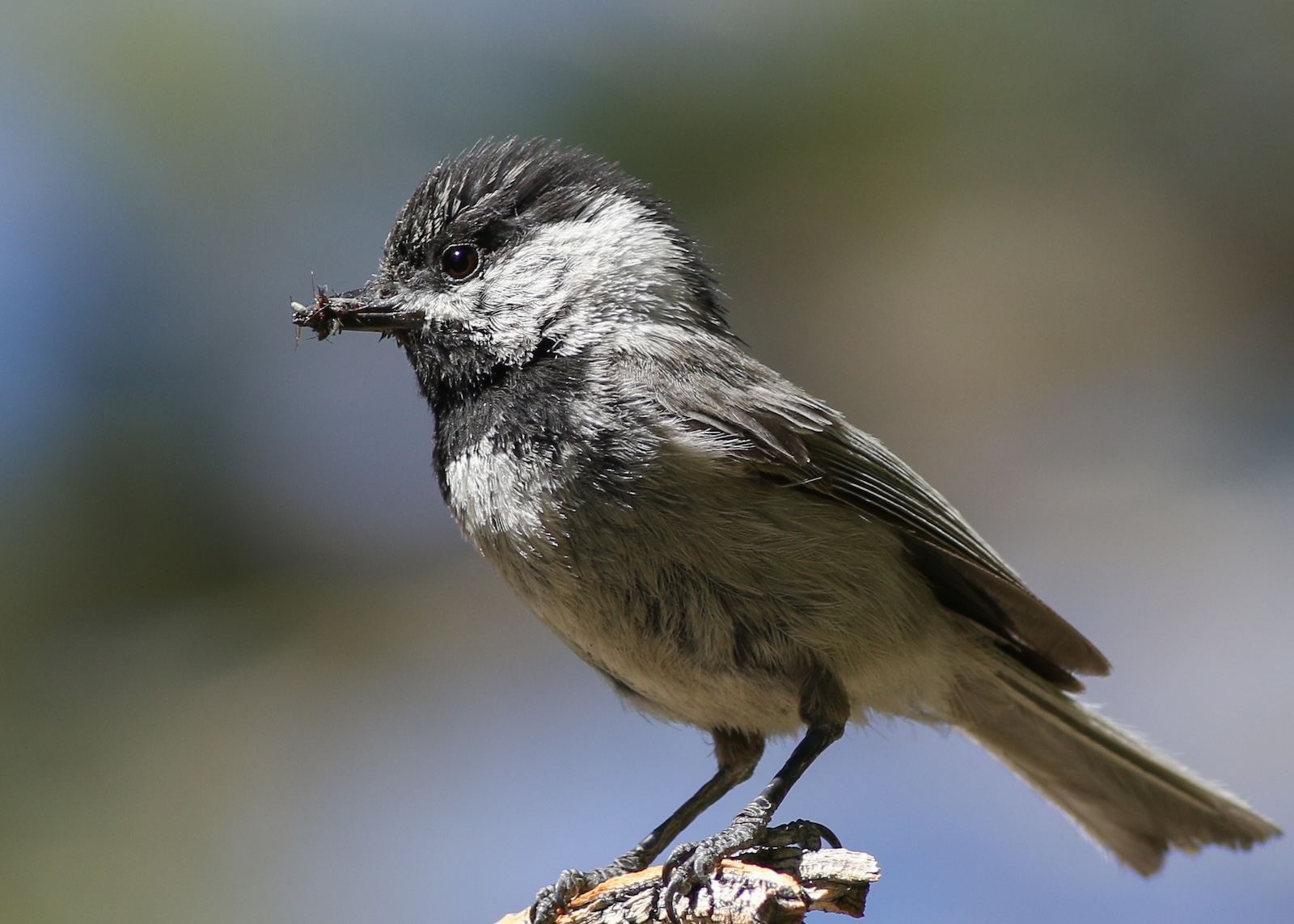 Mountain Chickadee, photo by Zane Pickus