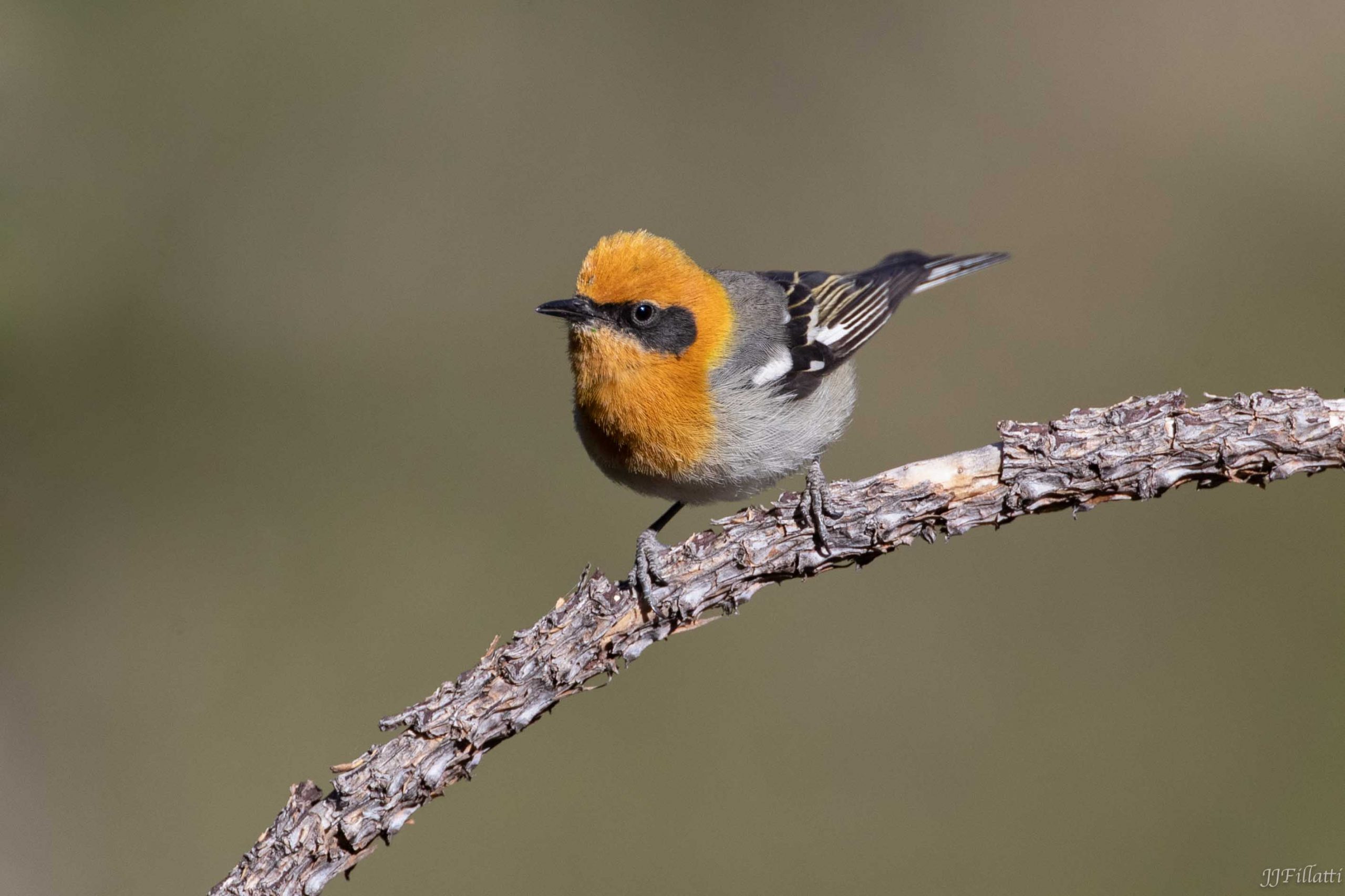 Olive Warbler; © Joanne Fillatti